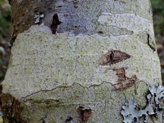 Phaeographis dendritica