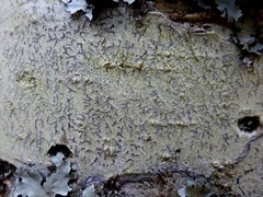 Phaeographis dendritica