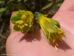 Phaedranassa viridiflora