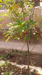 Magnoliopsida