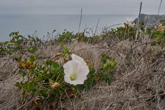 Calystegia macrostegia macrostegia