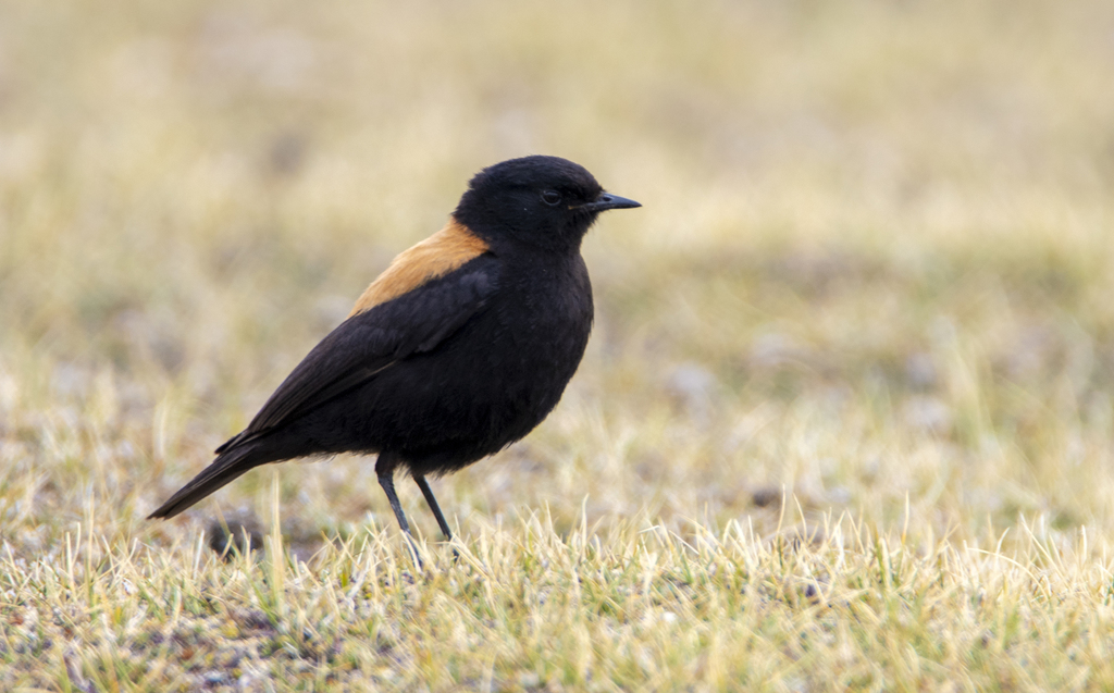 Andean Negrito