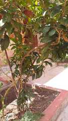 Magnoliopsida