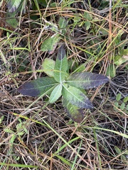 Pterocaulon