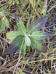 Pterocaulon