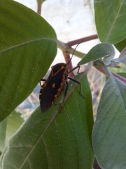 Sephina quintanarooana