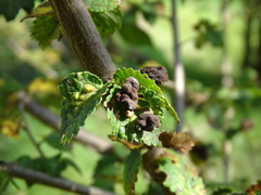 Tetraneura caerulescens