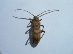 Cotyachryson inspergatus