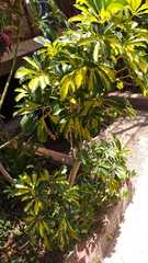 Heptapleurum arboricola
