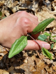 Lonicera sempervirens