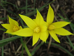 Empodium monophyllum