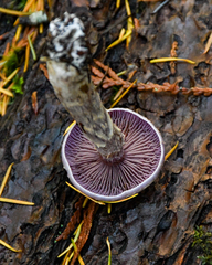 Cortinarius camphoratus