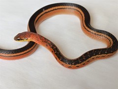 Erythrolamprus melanotus lamari