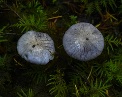 Cortinarius camphoratus