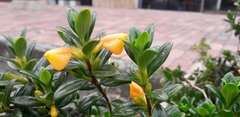 Nematanthus