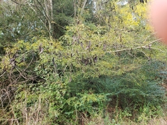 Gleditsia triacanthos inermis