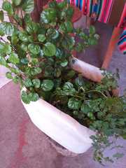 Magnoliopsida