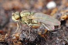 Setacera atrovirens
