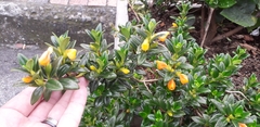 Nematanthus