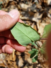Lonicera sempervirens