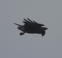 Buteo buteo rothschildi