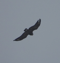 Buteo buteo rothschildi