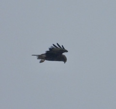 Buteo buteo rothschildi