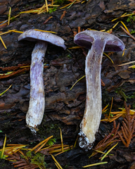 Cortinarius camphoratus