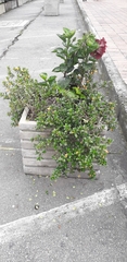 Nematanthus