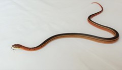 Erythrolamprus melanotus lamari