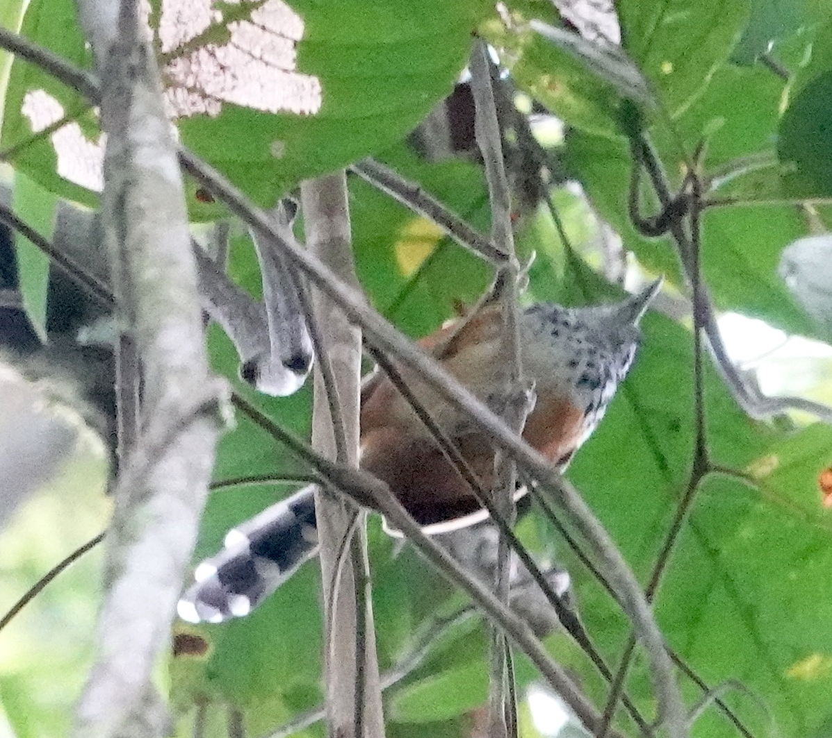 East Andean Antbird (Drymophila caudata), photo 2
