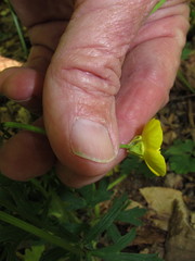Ranunculus bulbosus bulbosus