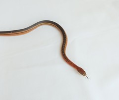 Erythrolamprus melanotus lamari