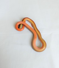 Erythrolamprus melanotus lamari