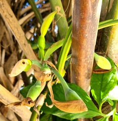 Syngonium podophyllum image
