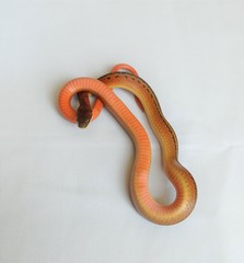 Erythrolamprus melanotus lamari