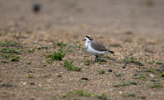 Charadrius alticola