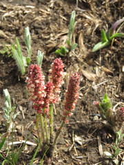 Acalypha depressinerva