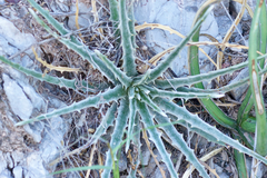Hechtia mapimiana