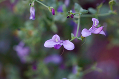 Carlowrightia serpyllifolia