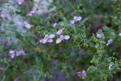Carlowrightia serpyllifolia