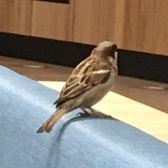 Passer domesticus