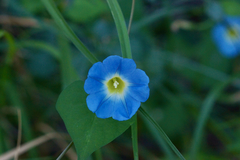 Ipomoea cardiophylla