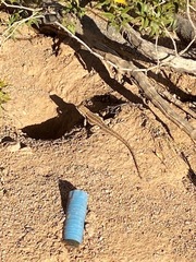 Uta stansburiana