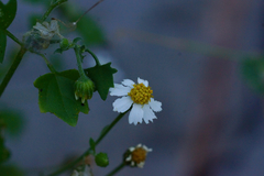 Perityle microglossa