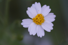 Perityle microglossa