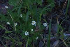 Perityle microglossa