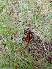 Erythrolamprus melanotus lamari