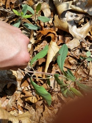 Lonicera sempervirens