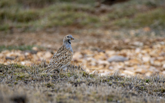 Thinocorus orbignyianus